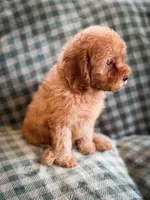 Clay , a female Cockapoo for sale in Temple, GA – Photo 5 of 8