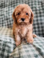 Clay , a female Cockapoo for sale in Temple, GA – Photo 3 of 8