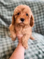 Clay , a female Cockapoo for sale in Temple, GA – Photo 7 of 8