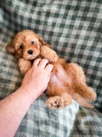 Clay , a female Cockapoo for sale in Temple, GA – Photo 8 of 8