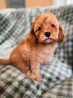 Clay , a female Cockapoo for sale in Temple, GA – Photo 6 of 8
