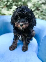 Chester, a male Cavapoo for sale in Temple, GA – 2 of 10