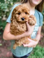 Fanta , a male Cockapoo for sale in Temple, GA – 2 of 6