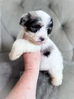 Rubiks, a male Sheepadoodle for sale in Temple, GA – 2 of 3