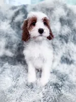 Chief, a male Cavapoo for sale in Temple, GA – 8 of 8
