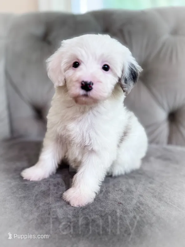 Barbie – Sheepadoodle puppy for sale in Temple, GA
