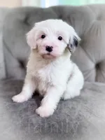 Barbie, a female Sheepadoodle for sale in Temple, GA – 1 of 7