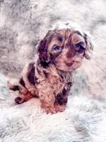 Moose , a male Cavapoo for sale in Temple, GA – 2 of 6