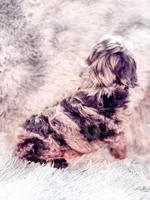 Moose , a male Cavapoo for sale in Temple, GA – 5 of 6