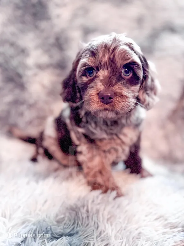 Moose  – Cavapoo puppy for sale in Temple, GA