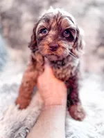 Moose , a male Cavapoo for sale in Temple, GA – 6 of 6