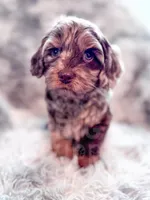 Moose , a male Cavapoo for sale in Temple, GA – 4 of 6