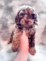 Moose , a male Cavapoo for sale in Temple, GA – 3 of 6