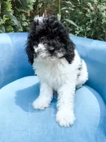 Nampula, a male Cavapoo for sale in Temple, GA – 4 of 10
