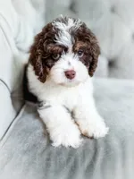 Mudslide, a male Cavapoo for sale in Temple, GA – 2 of 6
