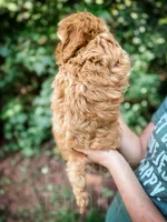 Fanta , a male Cockapoo for sale in Temple, GA – 5 of 6