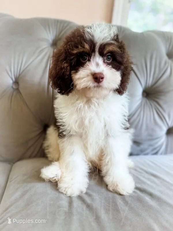 Mudslide – Cavapoo puppy for sale in Temple, GA