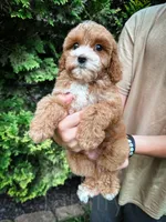 Cardinal , a male Cavapoo for sale in Temple, GA – 6 of 7
