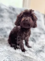 Canary, a female Cavapoo for sale in Temple, GA – 7 of 8