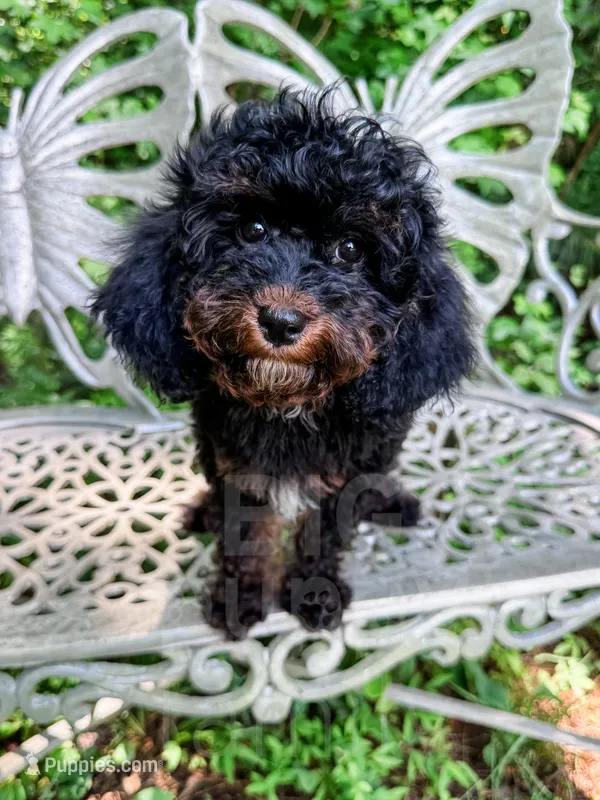 Chester – Cavapoo puppy for sale in Temple, GA