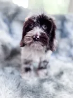 Moondogge, a male Cockapoo for sale in Temple, GA – 4 of 8