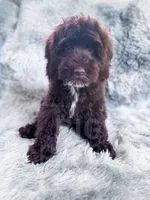 Russ, a male Cockapoo for sale in Temple, GA – 4 of 6