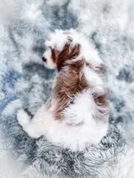 Chief, a male Cavapoo for sale in Temple, GA – 7 of 8