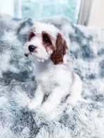 Chief, a male Cavapoo for sale in Temple, GA – 2 of 8