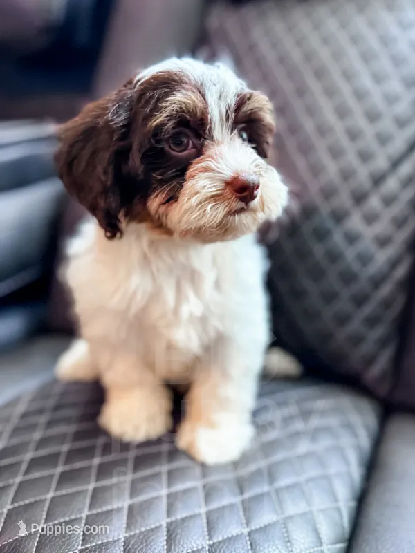 Hershey  – Havapoo puppy for sale in Temple, GA