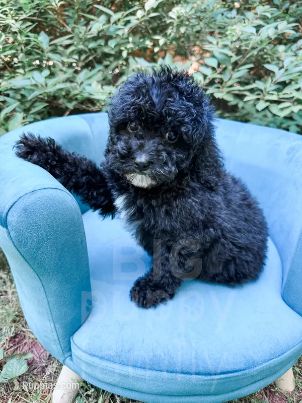 Amsterdam  – Cavapoo puppy for sale in Temple, GA