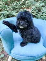 Amsterdam , a male Cavapoo for sale in Temple, GA – 1 of 8