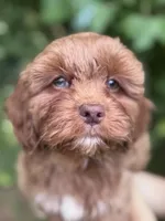 Salsa, a male Cavapoo for sale in Temple, GA – 3 of 5