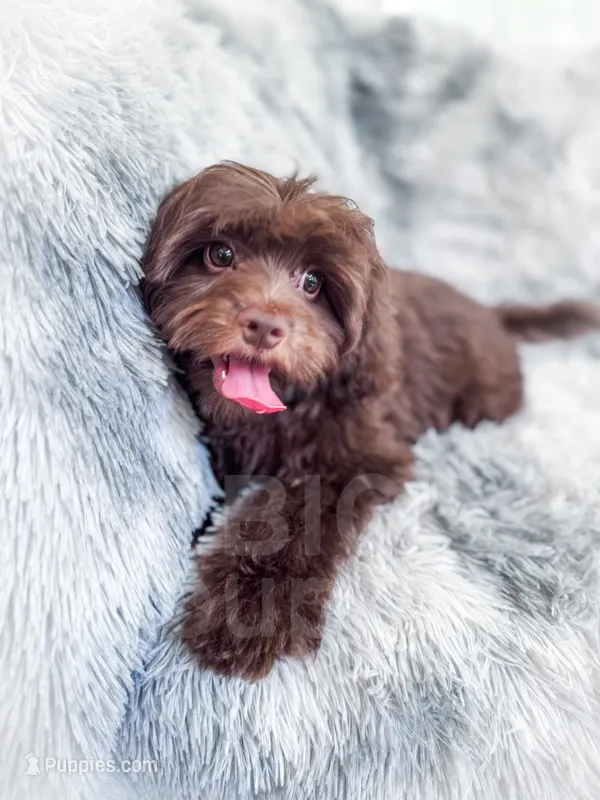 Fudge  – Cavapoo puppy for sale in Temple, GA