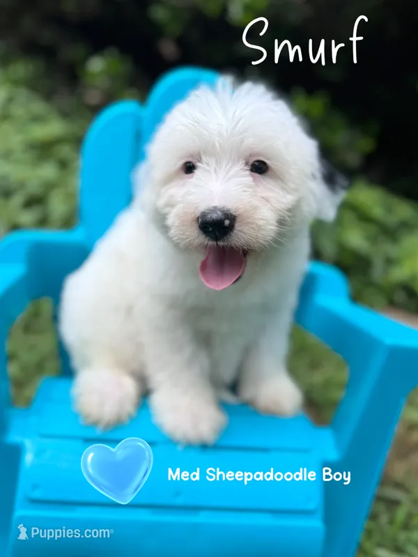 Smurf – Old English Sheepdog, Sheepadoodle puppy for sale in Temple, GA