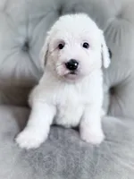 Smurf, a male Sheepadoodle for sale in Temple, GA – 2 of 2