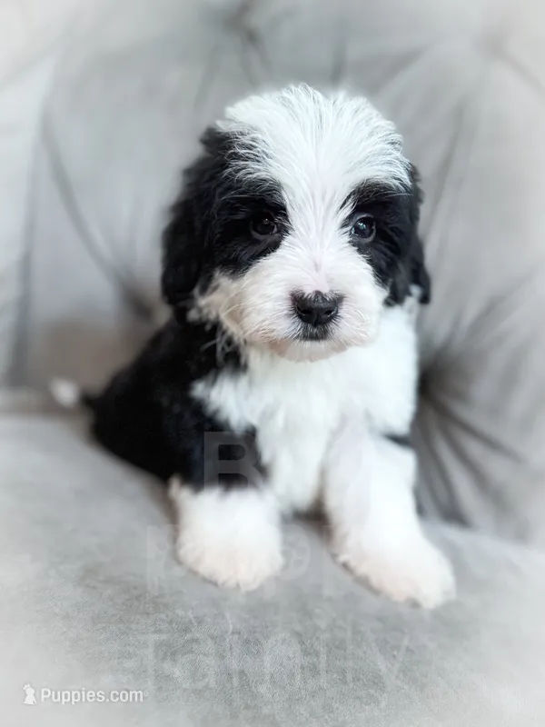 Etch - Mini Sheepadoodle – Sheepadoodle puppy for sale in Temple, GA