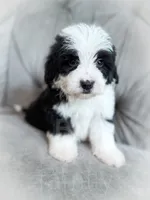 Etch - Mini Sheepadoodle, a male Sheepadoodle for sale in Temple, GA – 1 of 3