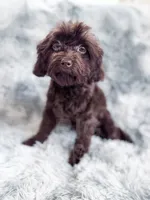 Canary, a female Cavapoo for sale in Temple, GA – 5 of 8