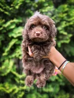 Fudge , a male Cavapoo for sale in Temple, GA – 3 of 6