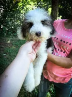 Slinky - Mini Sheepadoodle, a male Sheepadoodle for sale in Temple, GA – 3 of 9