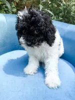 Nampula, a male Cavapoo for sale in Temple, GA – 5 of 10