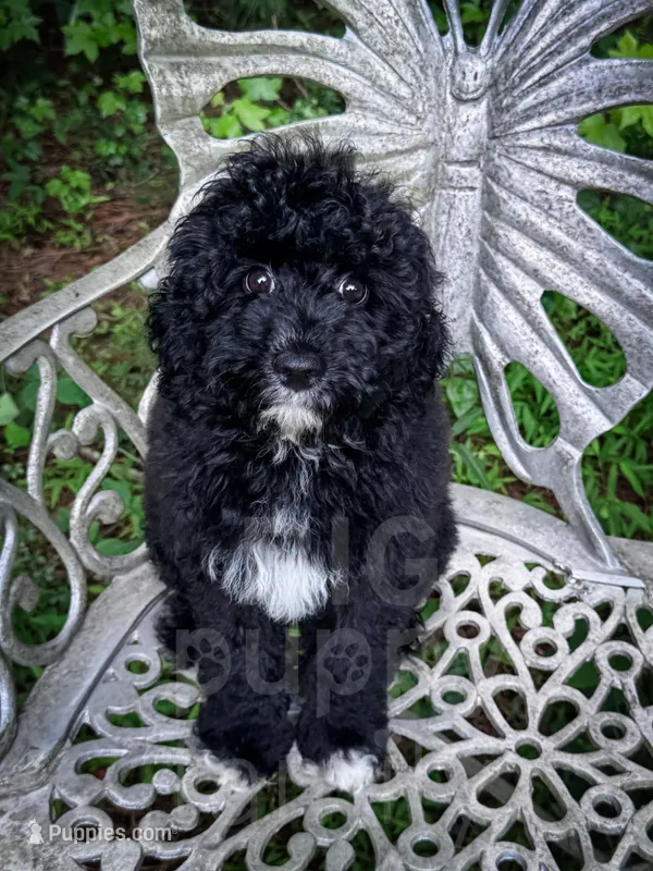 Lichinga – Cavapoo puppy for sale in Temple, GA