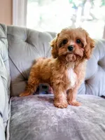 Pez, a male Cavapoo for sale in Temple, GA – 5 of 6