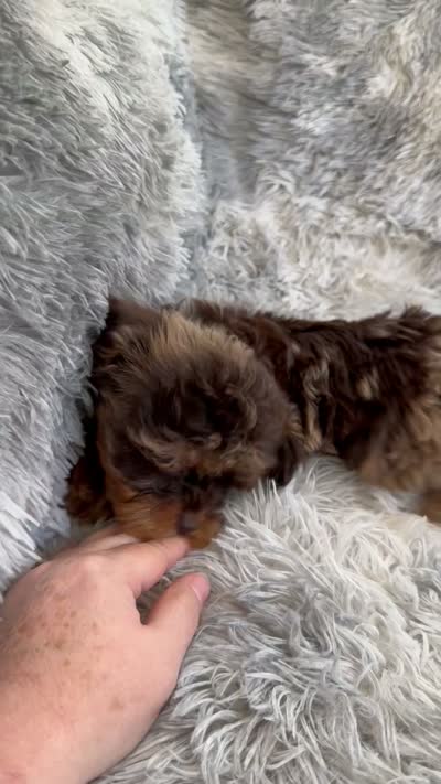 Royal , a male Cavapoo for sale in Temple, GA – 10 of 10