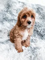 Scott, a male Cavapoo for sale in Temple, GA – 4 of 8