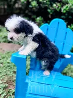 Slinky - Mini Sheepadoodle, a male Sheepadoodle for sale in Temple, GA – 4 of 9