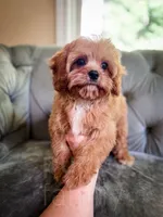 Pez, a male Cavapoo for sale in Temple, GA – 4 of 6