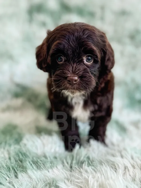 Brownie  – Havapoo puppy for sale in Temple, GA