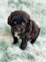 Brownie , a female Havapoo for sale in Temple, GA – Photo 3 of 6