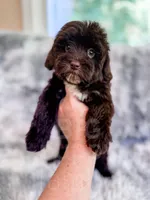 Brownie , a female Havapoo for sale in Temple, GA – 6 of 10